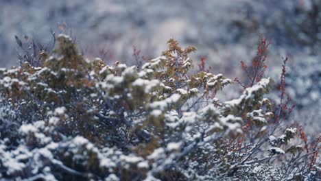 the first snow covers the bushes and grass in the tundra