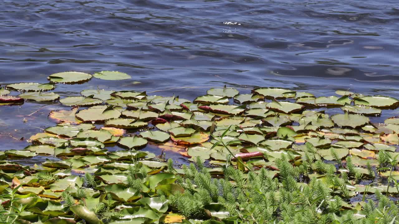 조용한 연못에 있는 릴리