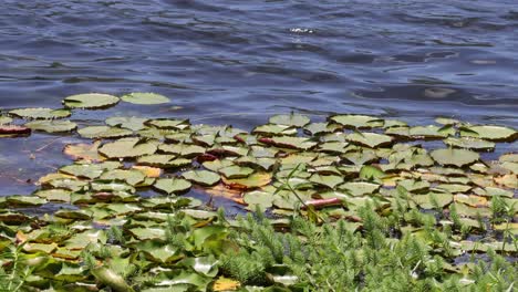 lily pads on a calm pond