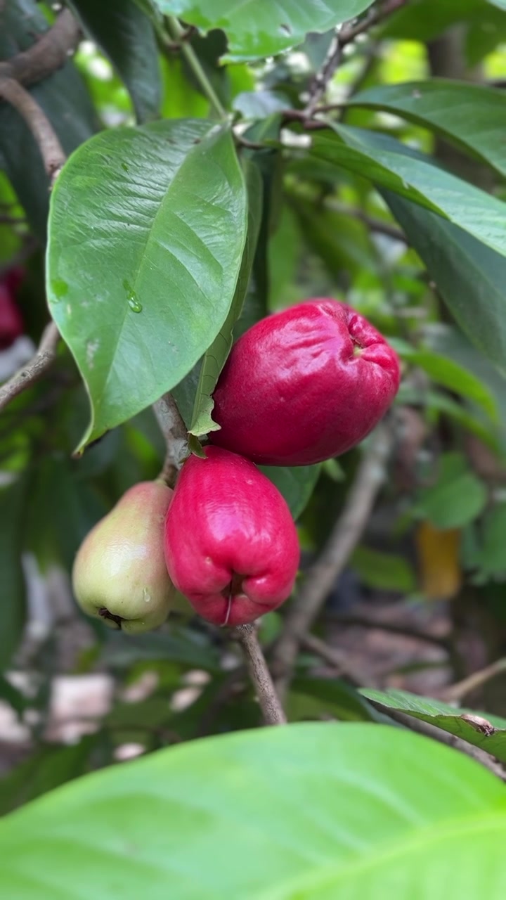 Jambos Maduros e Verdes Pendurados em um Galho de Árvore