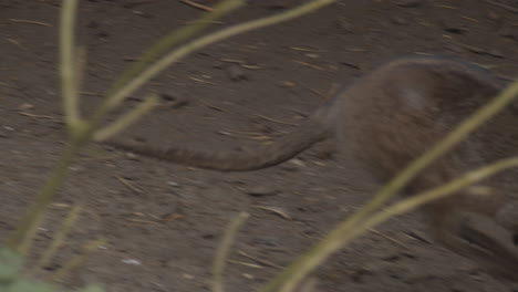 Bennetts-Wallaby-Hüpft-Herum