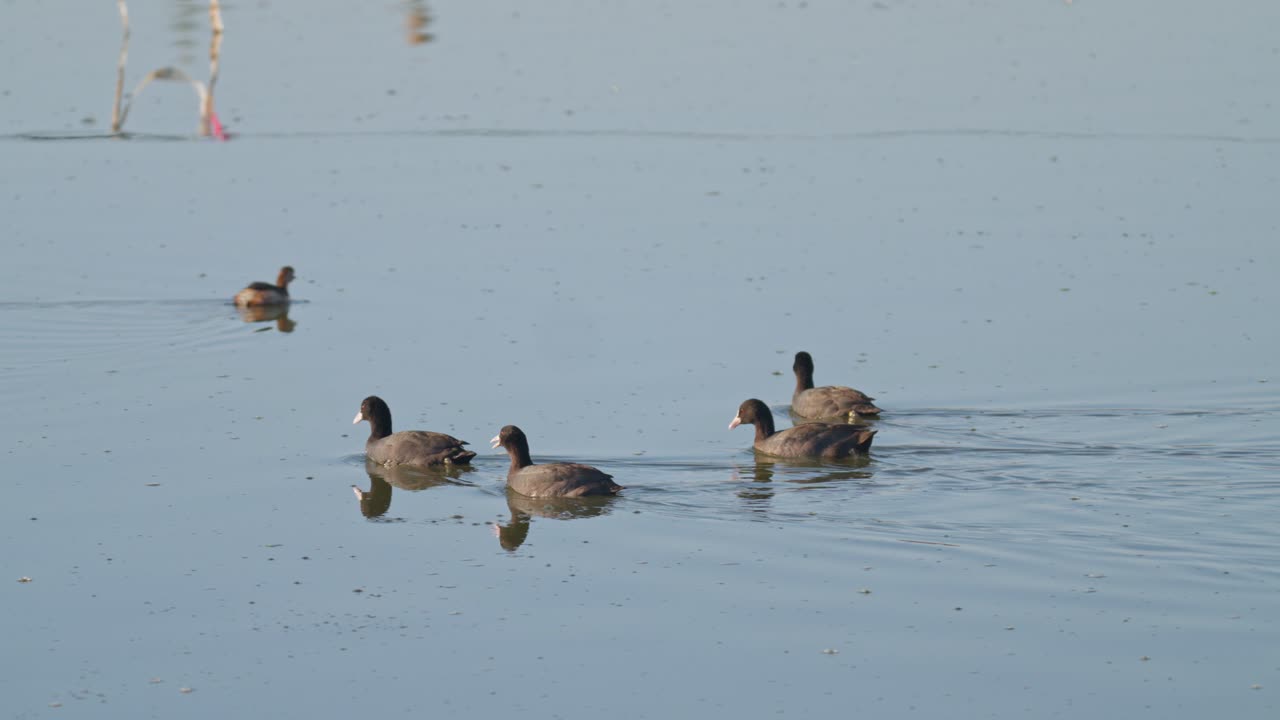 Eating grass on a riverbank