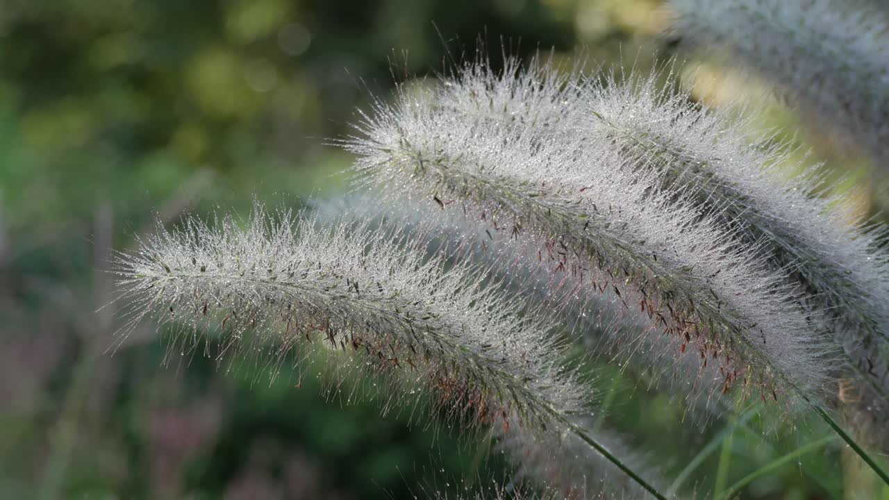 Ornamental grass seed heads glowing in morning light