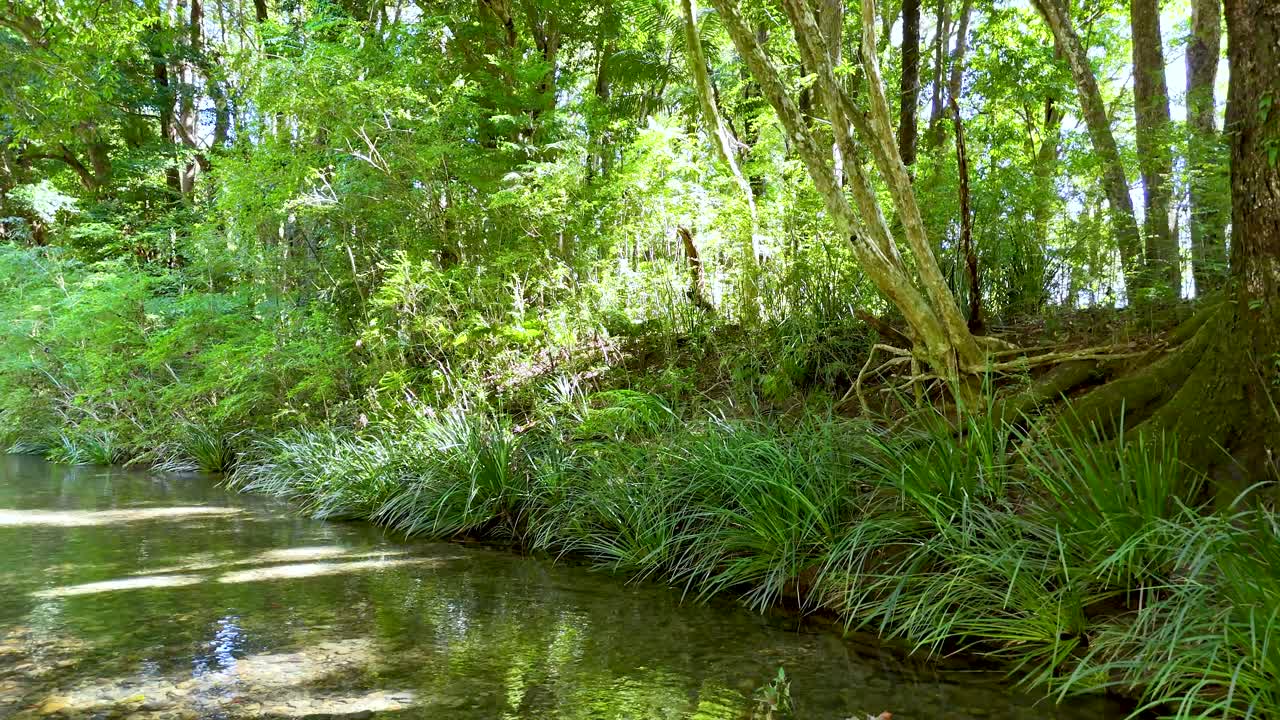 Tranquil creek flows through sunlit, dense forest with overhanging trees and clear, rippling water