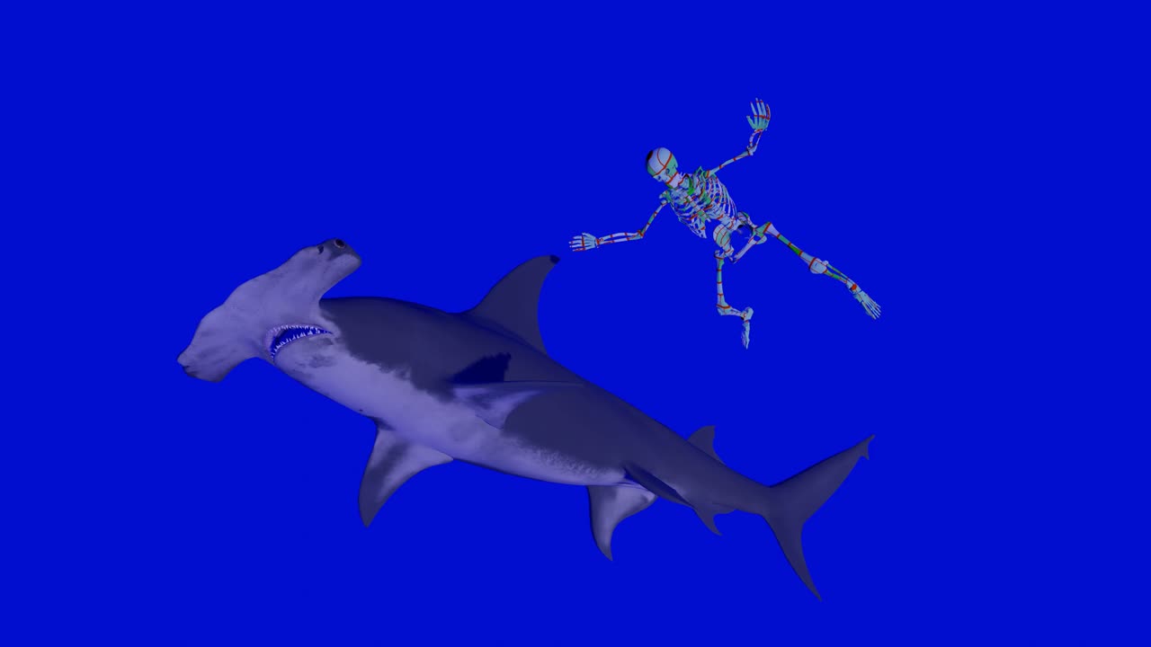 Shark and skeleton swimming in sea . Animation .