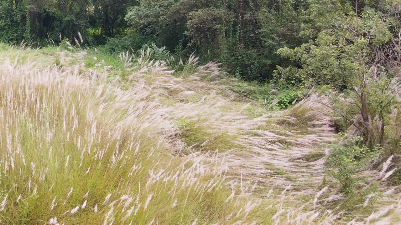 Kash Or Kans Grass Flower In The Green Field - Drone Shot