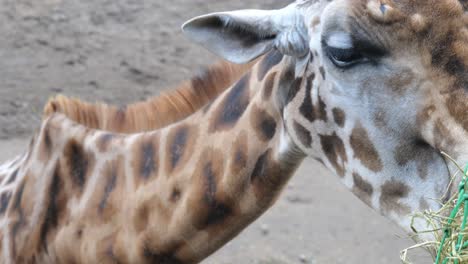 cerca de la alimentación de jirafas reticuladas en el zoológico de amersfoort, países bajos