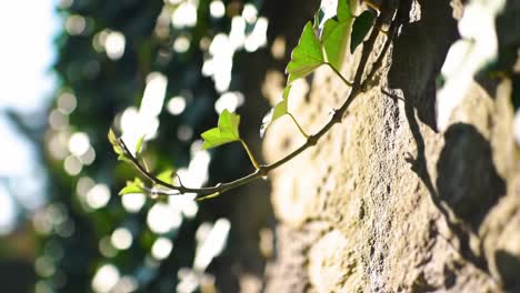 a close-up exploration of ivy climbing on stone wall, capturing the contrast between lush green foliage and the textured surface in natural light
