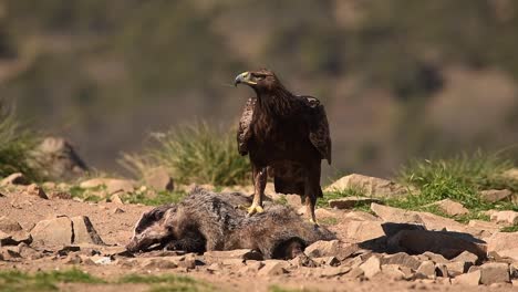 golden eagle eating prey on rocky ground