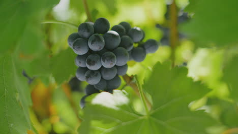 bunches of blue grapes on vine