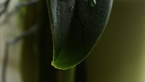 Streue-Etwas-Wasser-Auf-Ein-Blatt-6