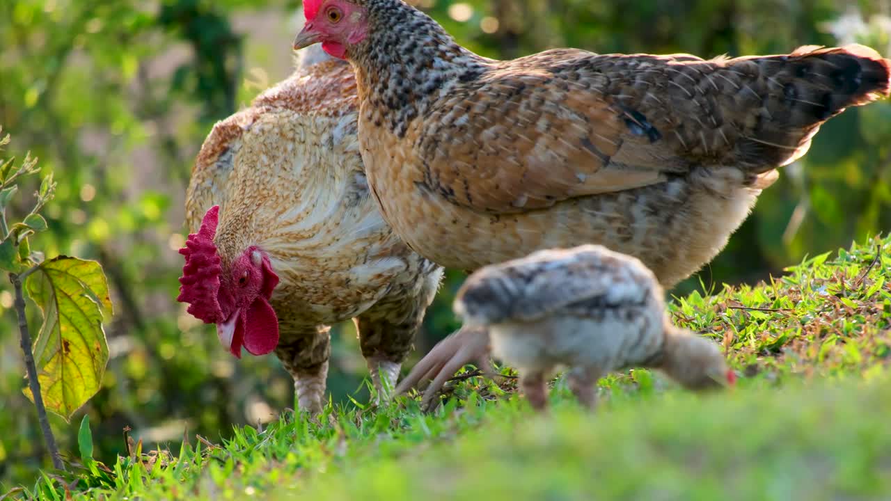 dos gallos adultos y un pollo gallo bebé pastando en la hierba en una granja