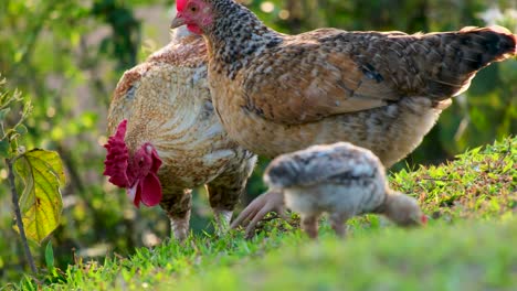 two adult cockerels and a baby cockerel chicken grazing on grass on a farm