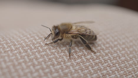 closeup of honeybee resting on fabric, apis insect sitting, macro shot of bee, shallow depth of field