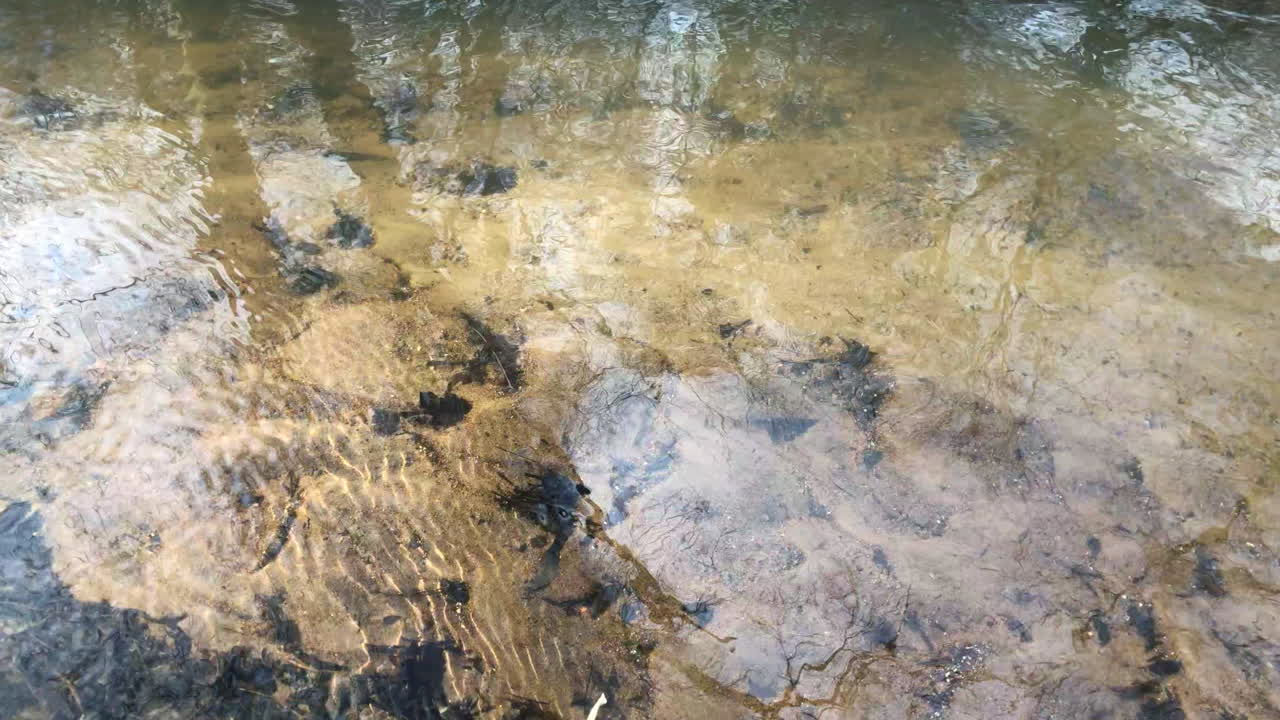 ver a través del agua del pantano