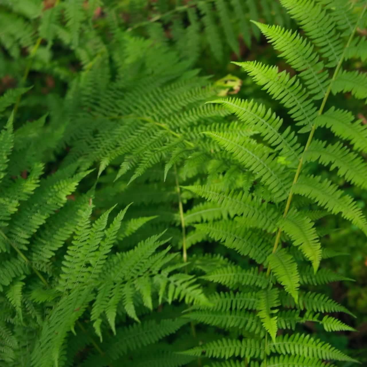 Fern leaves in the forest. Green fresh plant. Nature background in sunlight. Bright green carved leaf of a fern. Close-up.