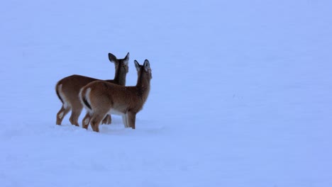 蒙大拿州白尾鹿 (bozeman montana white-tailed deer) 穿過厚厚的雪地,步行四公里,每秒60fps