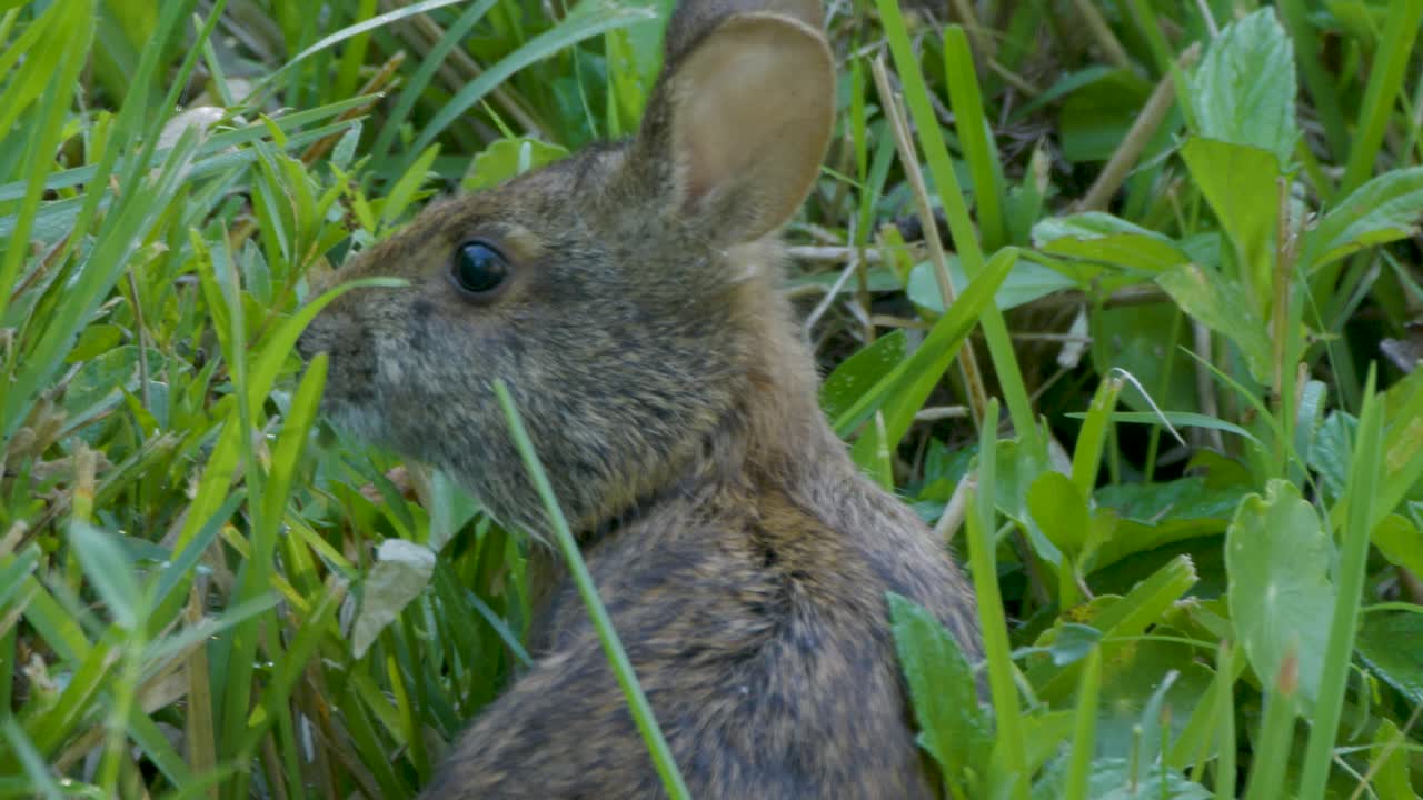 A wild rabbit nibbles on green grass while partially hidden in dense vegetation in its natural habitat