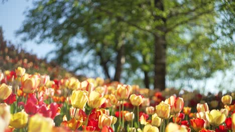 a colorful field of yellow and orange tulips in the middle of europe while spring