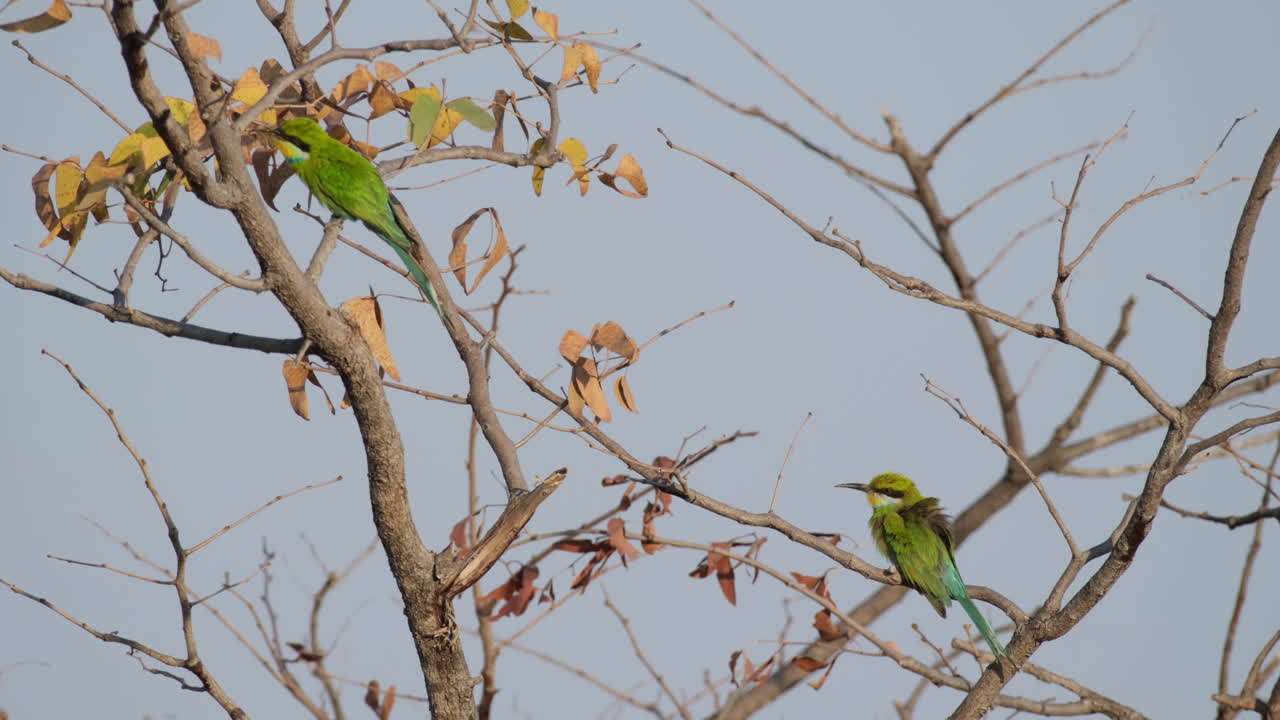 aves comedoras de abejas con cola de golondrina en un árbol con hojas y ramas secas