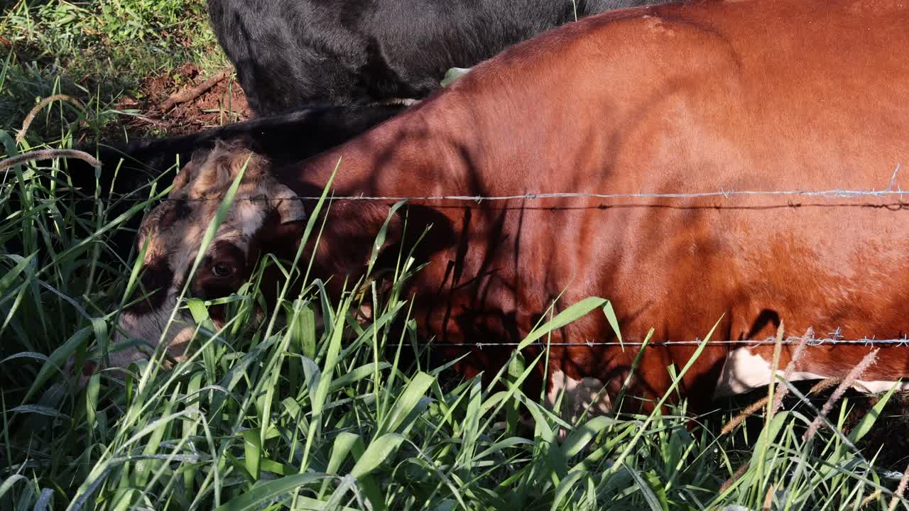 Køer der ligger og græsser i frodigt grønt græs