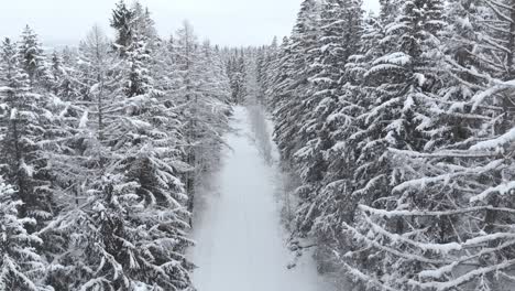 aerial rising view overlooking a trail between snow covered trees and snowy forest, on a cloudy, winter day - drone shot, rising, crane