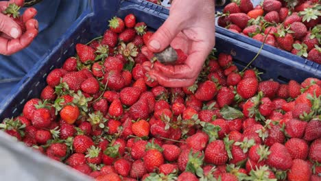 hands picking fresh strawberries in a blue crate