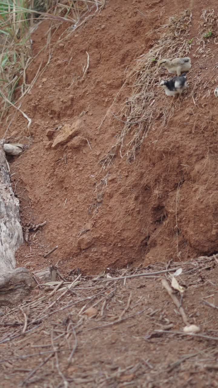 Hen and Chicks on Dirt Ground