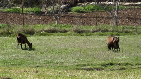 Goats-grazing-green-grass-of-pasture-on-countryside-landscape