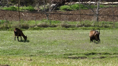 cabras pastando hierba verde de pasto en el paisaje rural