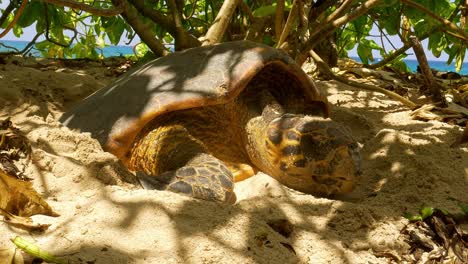 hawksbill sea turtle tagged on beach in africa