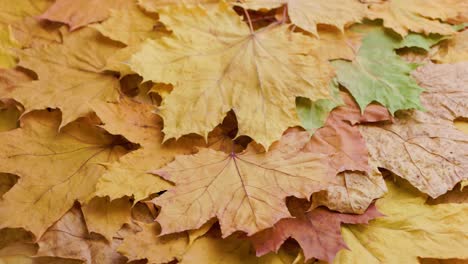 fondo de hilado de marco completo de hojas de arce amarillas secas de otoño, en bucle