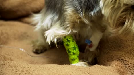 dog with a catheter in a vet at the clinic