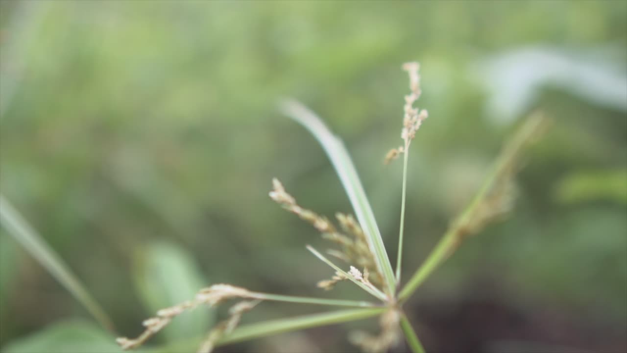 hermosa paja de planta verde en el bosque tropical indio macro disparo