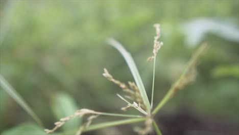 Hermosa-Planta-Verde-Paja-En-La-Selva-India-Macro-Shot