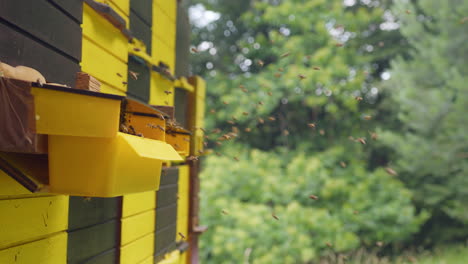 Apiary-in-the-spring,-bees-flying-and-hovering-around-the-hive,-close-up-shot