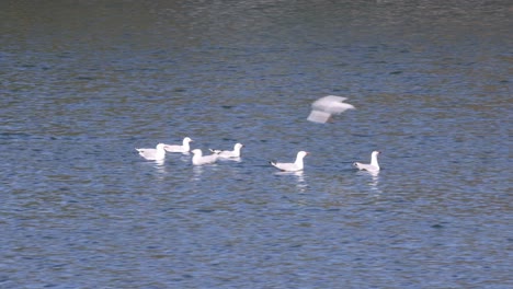 swans interacting and taking flight on water