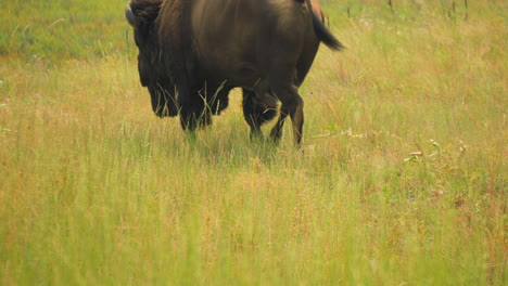 tight framed shot of a north american bison walking through the prairie grasses of the national bison reserve in montana