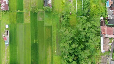 Leuchtend-Grüne-Reisfelder-In-Der-Nähe-Eines-Kleinen-Dorfes,-Luftaufnahme-Von-Oben