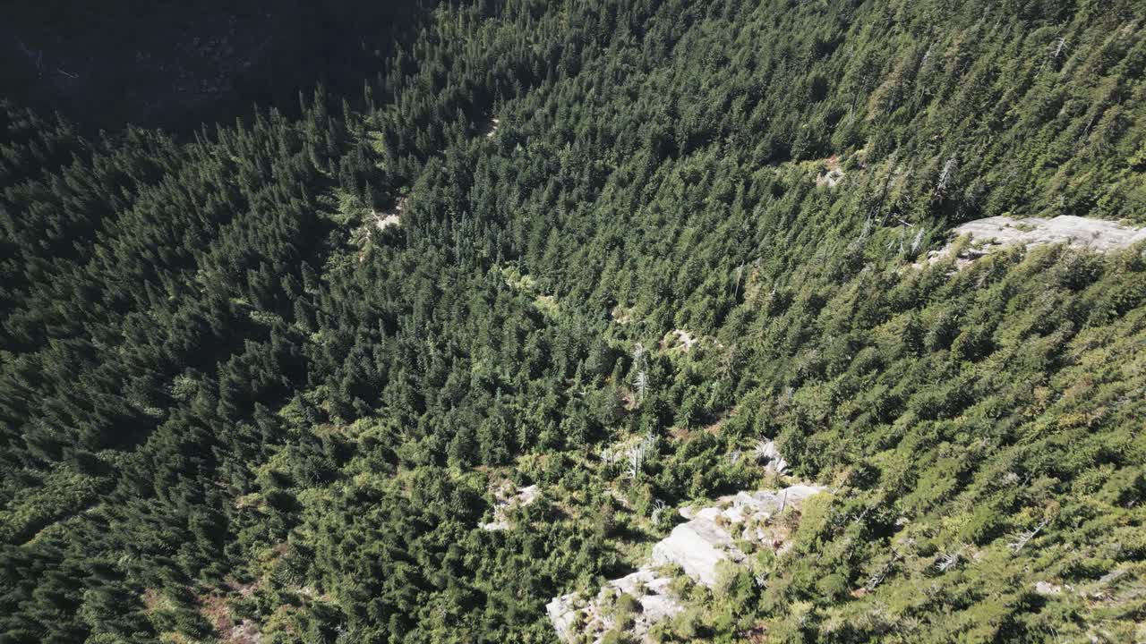 un denso bosque cerca de las montañas de sky pilot, copilot y habrich en squamish-lillooet, bc, canadá