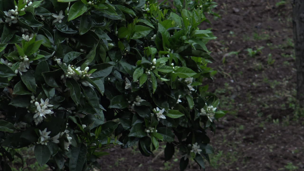 primer plano de algunas flores