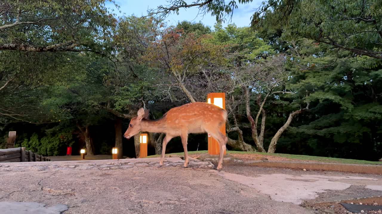 Deer strolls at dusk on Mount Wakakusa, serene natural scene in Nara