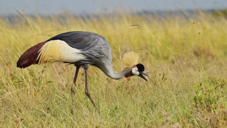 grey crowned cranes walking and feeding on the grasses of the dry savannah savanna in grazing in maasai mara national reserve, kenya, africa safari animals in masai mara north conservancy