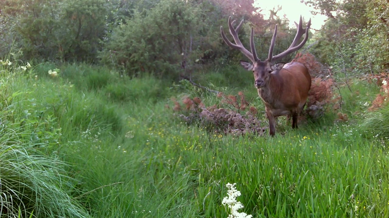 Cervo maschio (Cervus elaphus) che si nutre in natura. Saaremaa. Estonia.