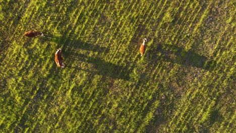 cows grazing in green meadows at sunset