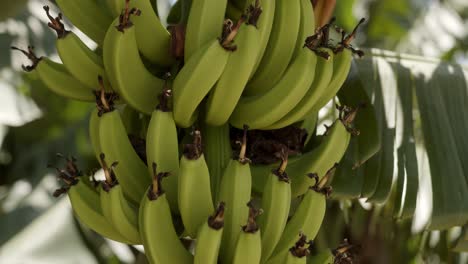 racimo verde de plátanos colgando de un árbol