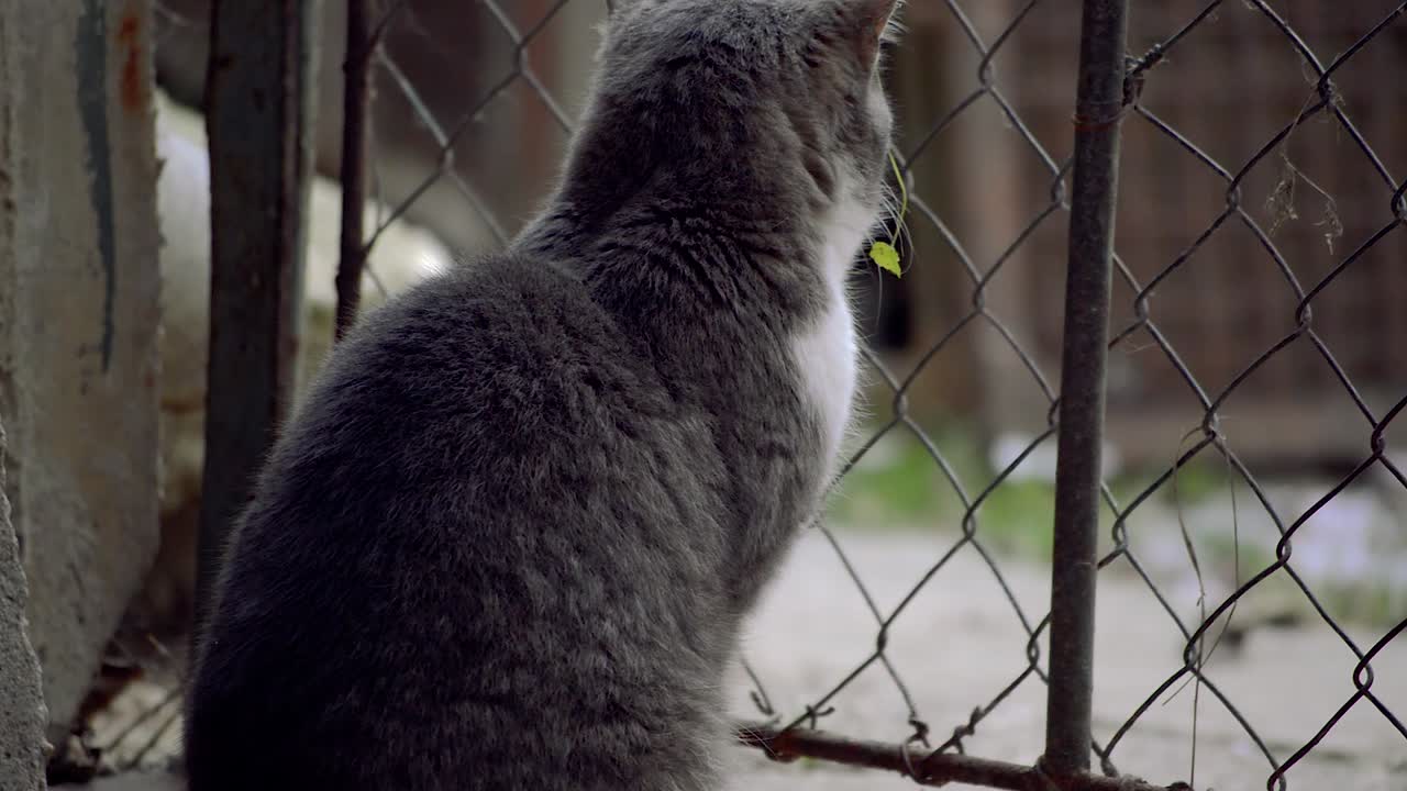 Gato doméstico macho adulto, prateado e branco, sentado em frente ao portão do quintal enquanto faz caretas engraçadas