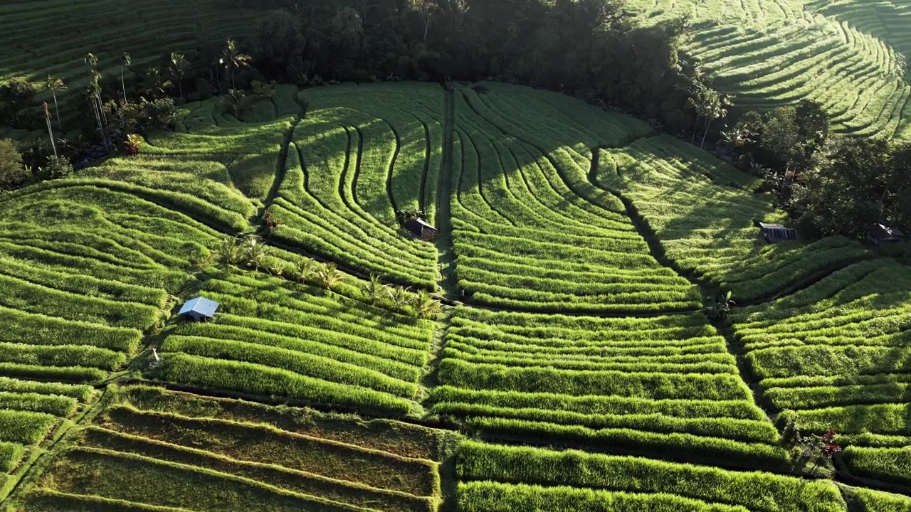Motivi geometrici di campi agricoli tropicali con lunghe ombre mattutine su colline verdi a strati circondate da palme, ripresa aerea con drone in avvicinamento