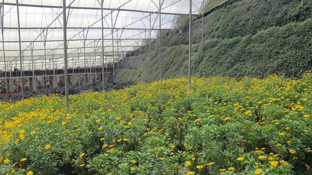 카메론 하이랜드 말레이시아의 아름다운 꽃과 풀