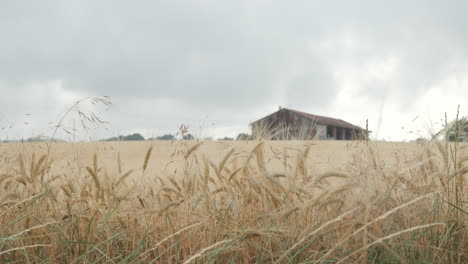 close up of tall grass or hay from a farm in southern france